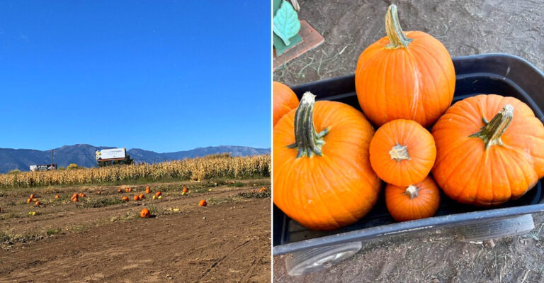 This Pumpkin Patch Near Minden Turns Into A Fall Wonderland Every October