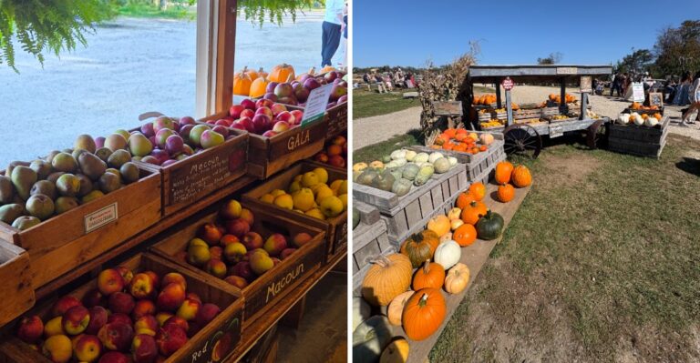 This Massachusetts Orchard Has Apple Picking, Pumpkins, Fresh Cider Donuts, And Live Music