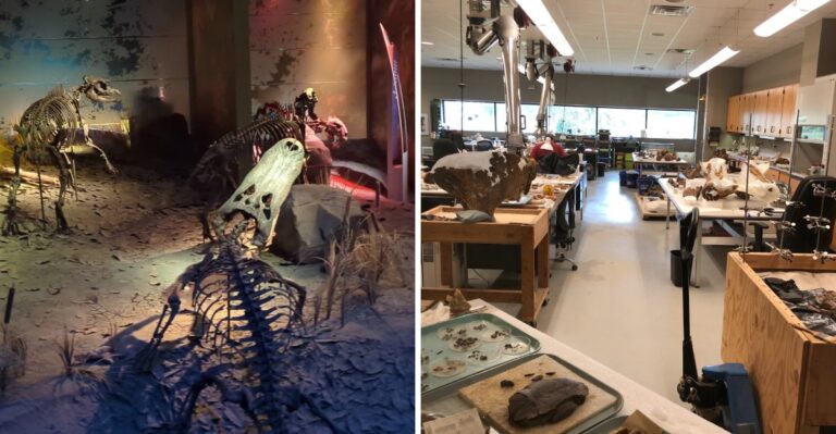 This Active Tennessee Fossil Dig Keeps Unearthing Rhinos, Red Pandas, And Alligators