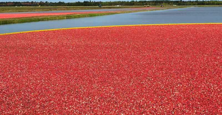 This Northern Wisconsin Cranberry Marsh Offers Tours Most Visitors Never Know About