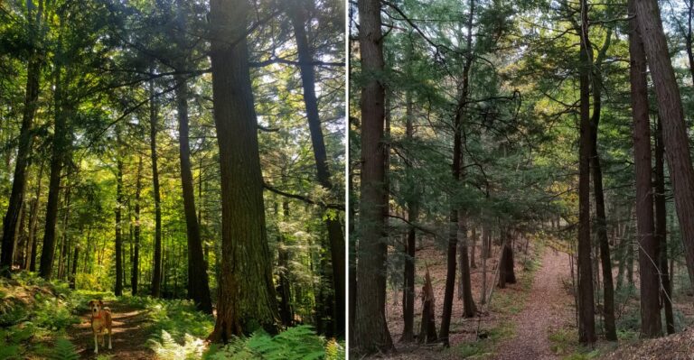 This Secret Wisconsin Trail Winds Through 400 Acres Of Rare Old-Growth Forest