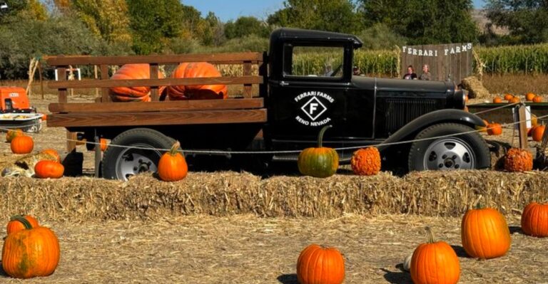 This Nevada Farm Lets You Wander The Fields And Choose Your Own Pumpkin