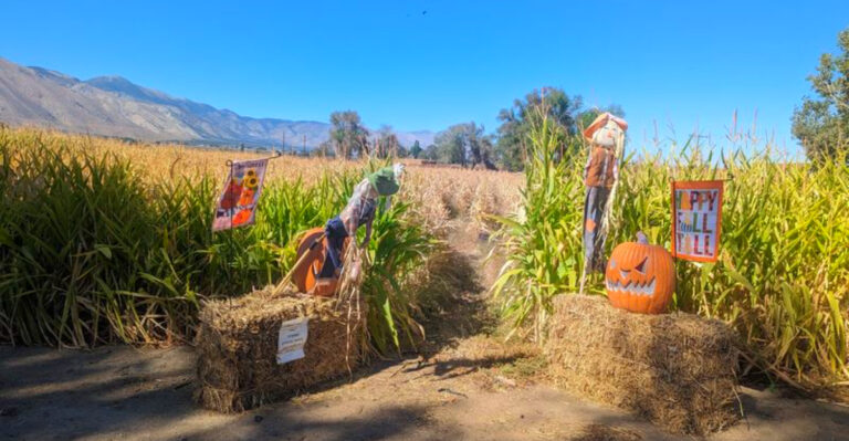 This Nevada Farm Stand Is The Perfect Weekend Stop Now That School Schedules Are Back