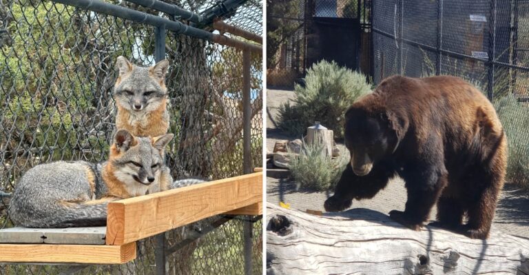 This Natural-Habitat Wildlife Sanctuary Is Hiding Right Here In Nevada