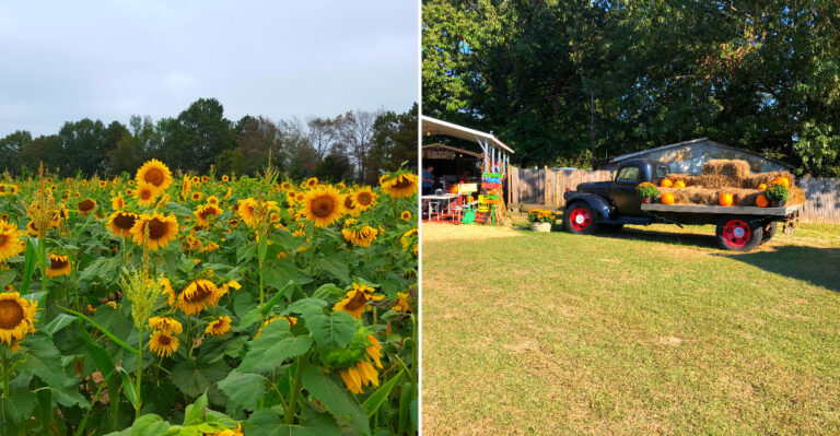 Every Fall This Mississippi Pumpkin Patch Near Tupelo Turns Into A Wonderland Of Wagon Rides And Sunflowers