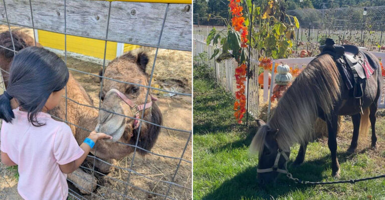 9 Massachusetts Farms For Families Who Want To Get Up Close With Animals