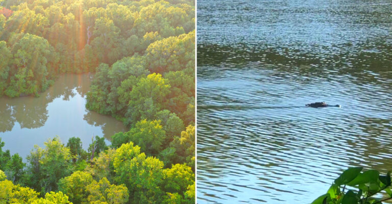 This Mississippi Forest Is One Of The Top Places To Spot Wild Gators This Fall