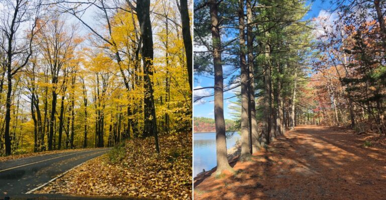 Where Snakes In Massachusetts Go When Fall Foliage Peaks