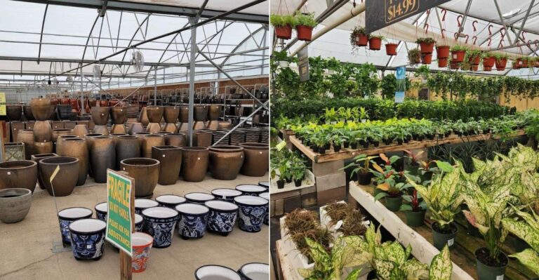 This Arizona Garden Shop Is A Secret Goldmine For Surprisingly Affordable Fall Plants And Pots