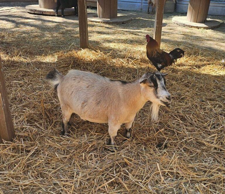 This Nevada Sanctuary Gives Rescued Farm Animals A Home, And Kids Visit For $5