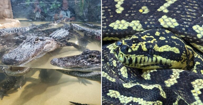 This Wisconsin Reptile Park Lets You Get Hands-On With Snakes And Alligators