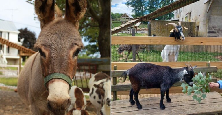 This Free Maryland Petting Farm Has Become A Favorite With Thrifty Families