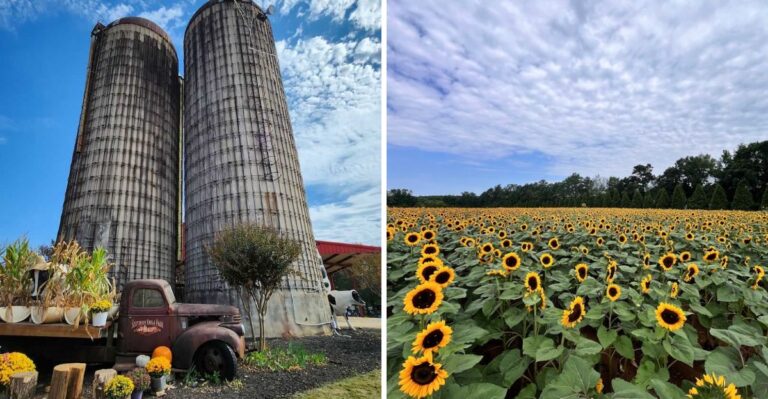 Budget-Conscious Families Are Flocking To This Must-Visit Georgia Pumpkin Farm