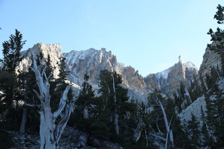 Some Trees In This Nevada Grove Were Already Ancient When The Pioneers Arrived