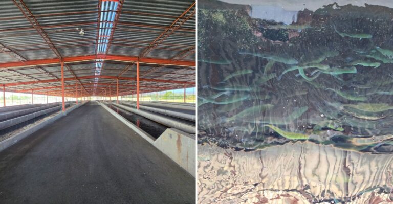 A Nevada Hatchery Turns A Simple Stop Into A Surprisingly Fascinating Animal Experience