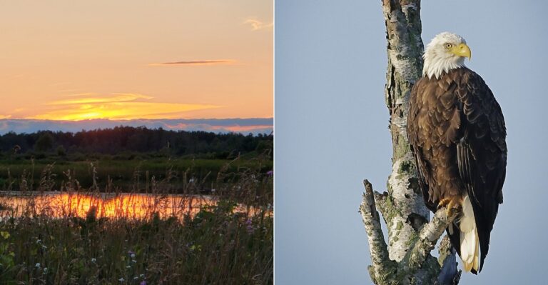 This Quiet Michigan Marsh Is A Great Place To Spot Bald Eagles This Fall