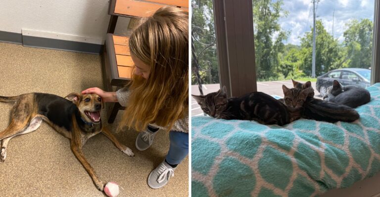 9 Tennessee Places Where You Can Volunteer And Make A Real Difference For Animals