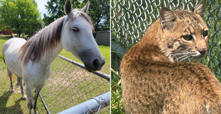This Quiet Mississippi Sanctuary Gives Rescued Lions, Tigers, And House Cats A Safe Forever Home