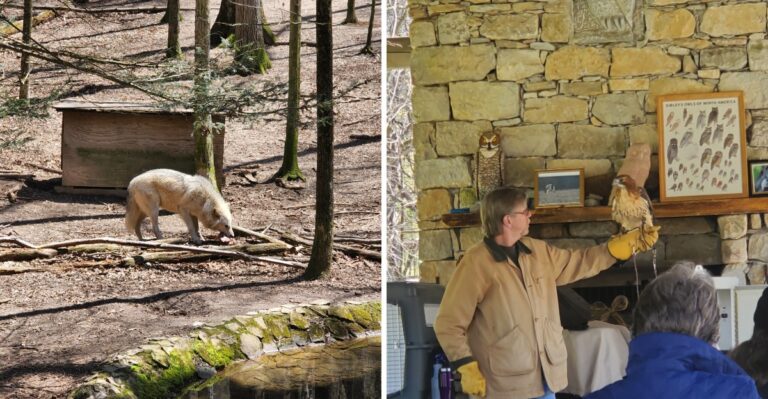9 Wildlife Conservation Programs In Tennessee Where You Can Volunteer Or Learn