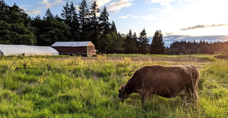 This Washington Farm Sanctuary Lets You Meet Rescued Animals Who Greet You At The Fence