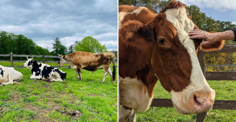 This New York Animal Sanctuary Lets You Cuddle Rescued Cows And Pigs For A Gentle Fall Escape