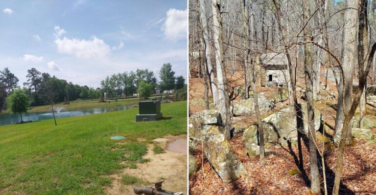 8 Mississippi Counties Seeing A Massive Spike In Black Bear Sightings This Fall, According To Recent Reports