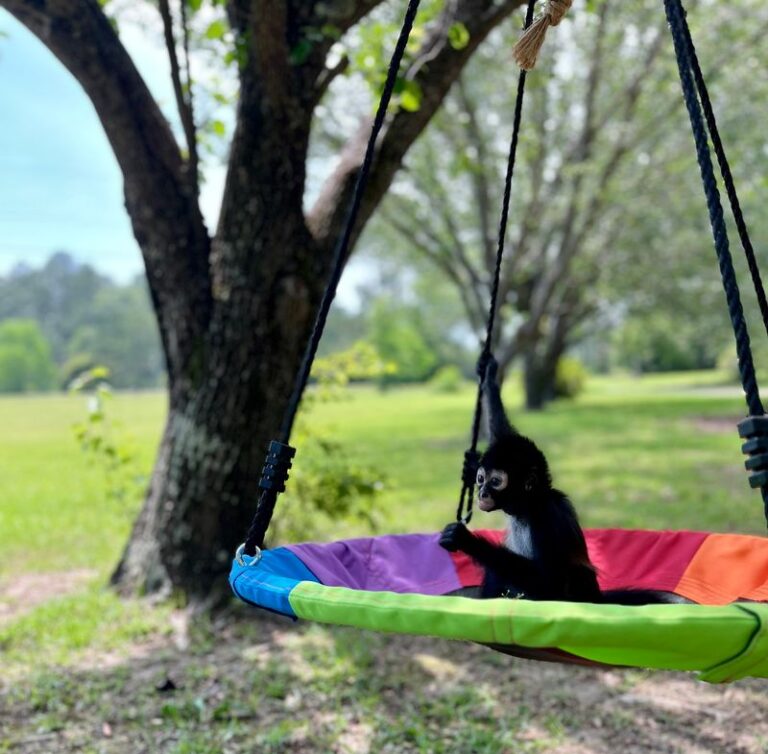 Rescued Monkeys And Lemurs Live Out Their Golden Years At This Mississippi Gulf Coast Primate Sanctuary