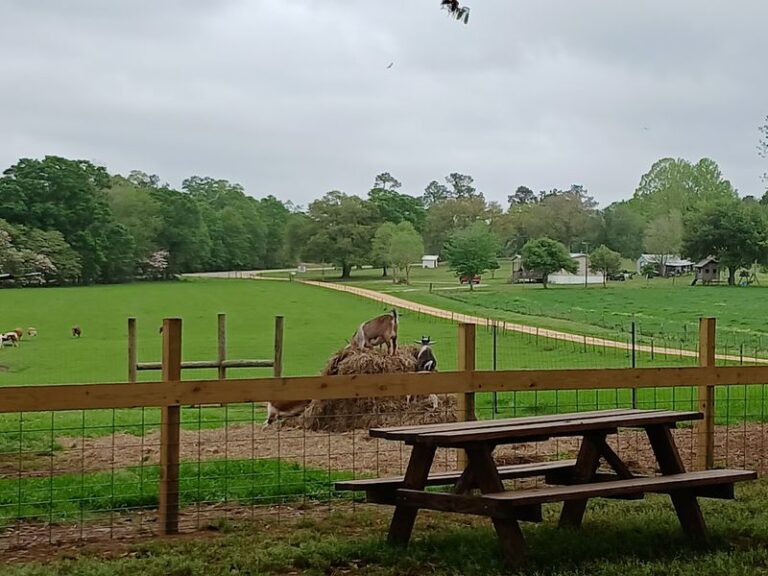 Kids Feed The Goats At This Mississippi Dairy Farm Where The Milk And Ice Cream Come Fresh From The Farm