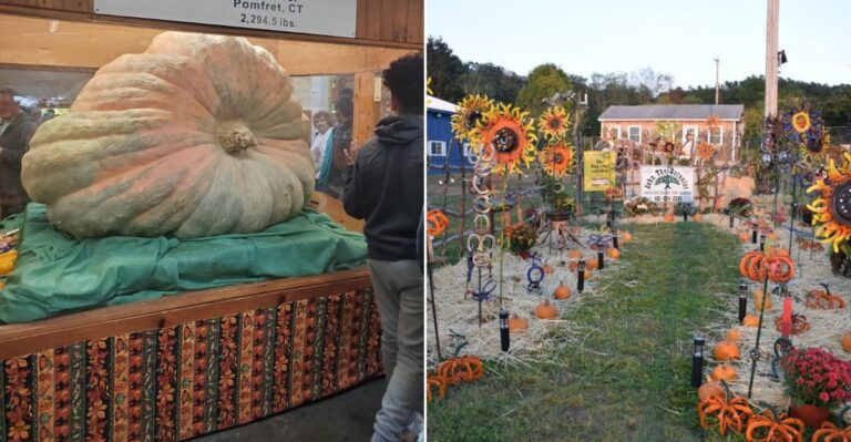 10 Fall Festivals In Massachusetts Worth Planning A Trip Around