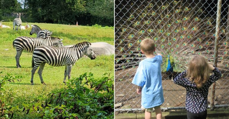 11 Massachusetts Animal Encounters Families Will Want To Experience