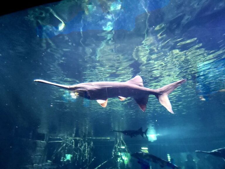 Tennessee Has A Freshwater Aquarium Wing Where Kids Pet Sturgeon And Meet River Giants