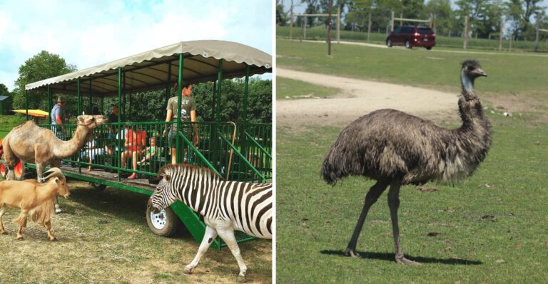 Most People Have Never Heard Of This Illinois Wildlife Park Filled With Exotic Animals