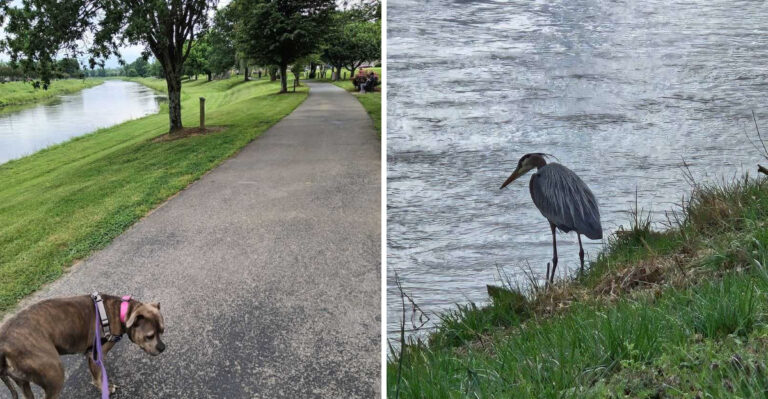 Tennessee Locals Swear By This Quiet River Trail For Morning Walks