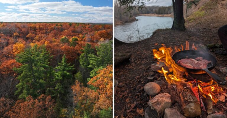 One Of The Best Places To Spot Black Bears This Fall Is This North Michigan Forest