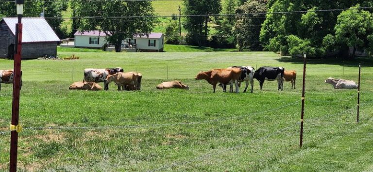 This Tennessee Farm Churns Its Own Ice Cream From The Cows Grazing Right Outside