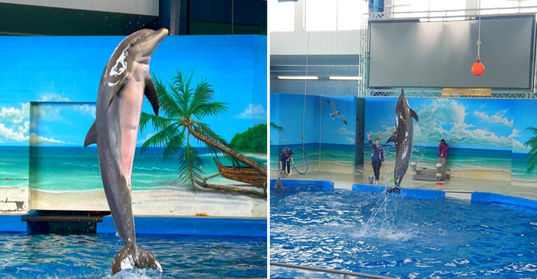 This Mississippi Rescue Center Lets Kids Watch Sea Turtles And Dolphins Heal Before They Return To The Gulf