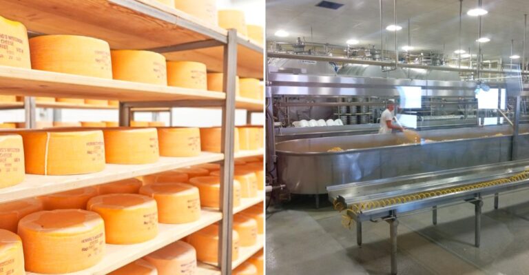Morning Visitors Can Watch Fresh Cheese Being Made At This Wisconsin Cheese Factory