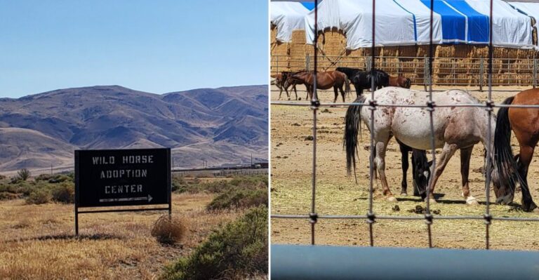 Where Nevada’s Wild Horses And Burros Find A Path To New Homes
