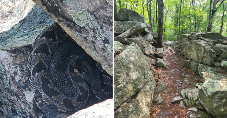 This Pennsylvania Mountain Overlook Has A Secret Snake Problem