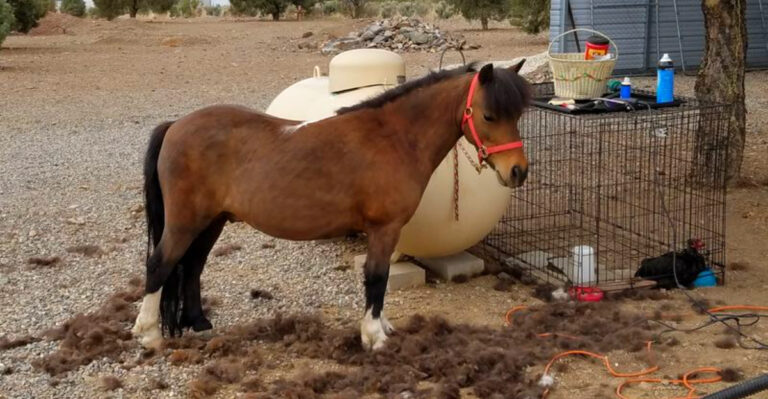 A Quiet Nevada Sanctuary In Smith Valley Is Changing Life For Rescued Animals