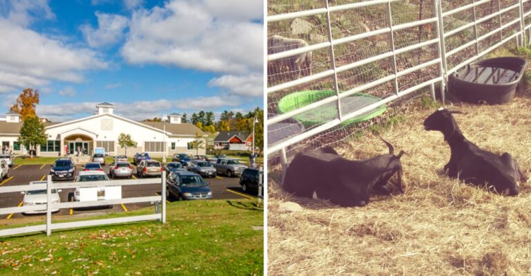This 55-Acre Massachusetts Animal Rescue Cares For Everything From Cats To Cows