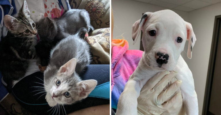 This Mississippi Rescue In Hattiesburg Gives Homeless Dogs And Cats A Second Chance At A Forever Family