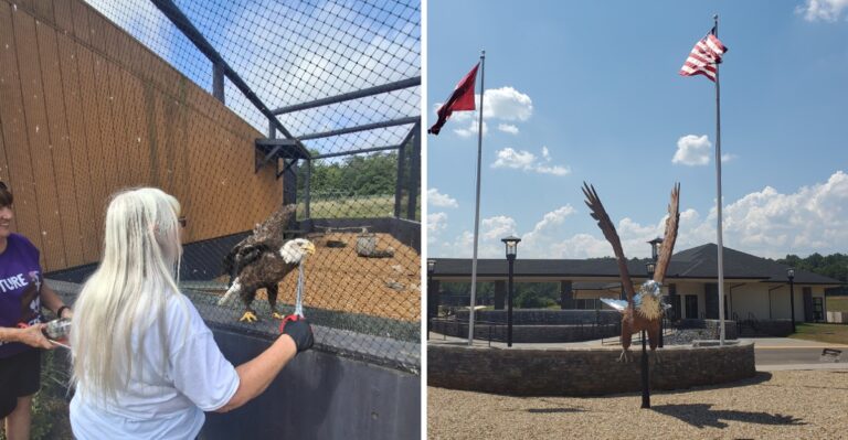 This Tennessee Wildlife Sanctuary Is Home To Rescued Bald Eagles You Can See Up Close