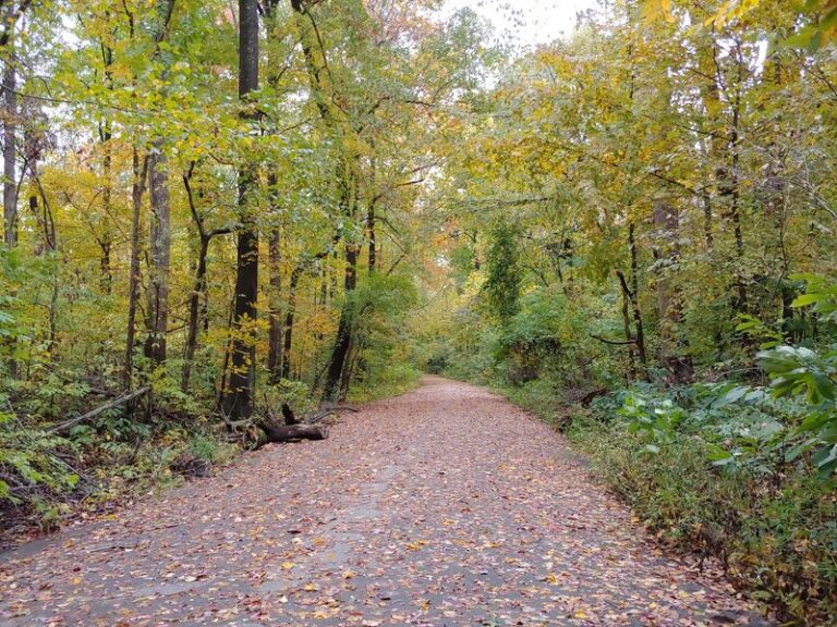 You Walk Shaded Trails Through The Old-Growth Tennessee Forest Loggers Never Reached, Right Inside Memphis