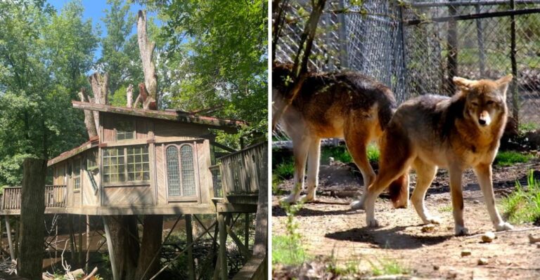 Endangered Red Wolves Raise Pups At This Chattanooga, Tennessee Nature Center, And Families Watch From The Trail