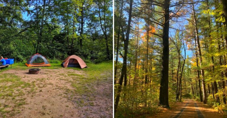 This Wisconsin Forest Is One Of The Best Places To Hear Wild Elk Bugling This Fall