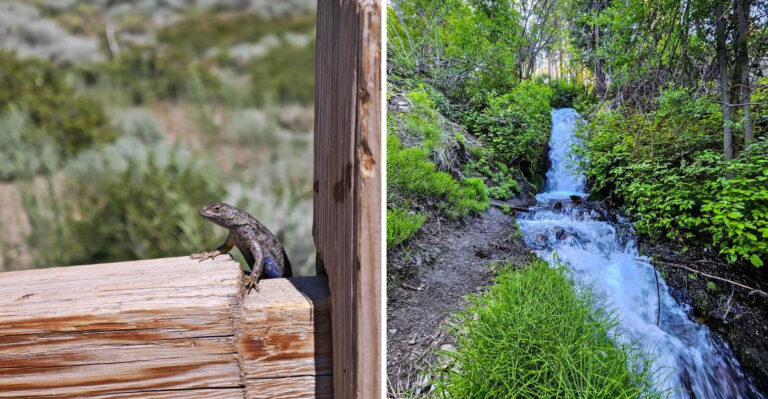 One Of Northern Nevada’s Best-Kept Secrets Awaits On This Waterfall Hike Near Carson City