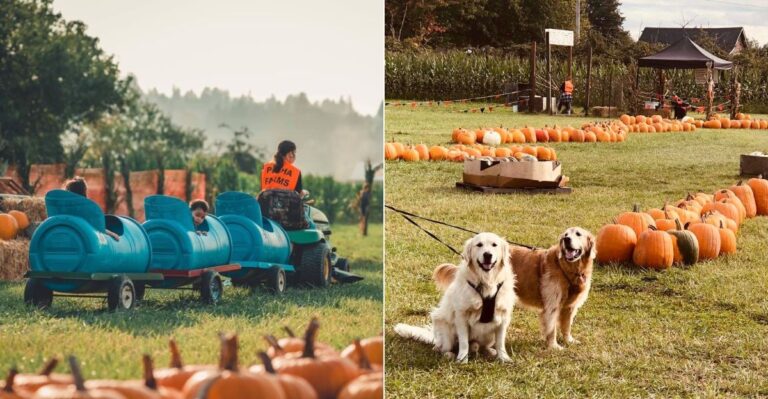 This Affordable Washington Pumpkin Patch Is A Hit With Local Families