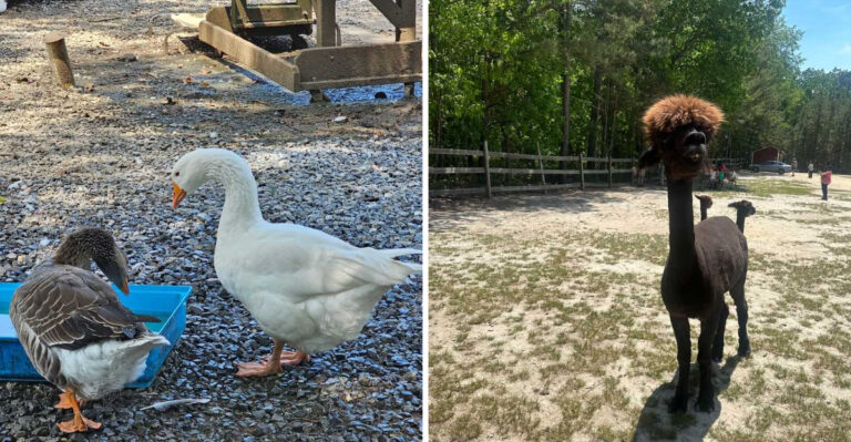More Than 400 Rescued Farm Animals Find A Peaceful Home At This New Jersey Sanctuary