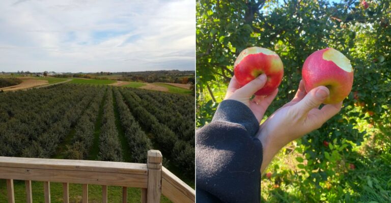 This Wisconsin Orchard Lets You Pick Apples And Enjoy Fresh Cider Donuts This Fall